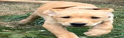 Labrador Retriever dogs for sale: Outstanding KC Registered Fox Red Labrador Puppies - Advert 4