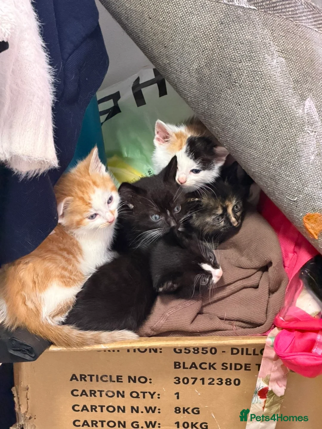 Mixed Breed cats for sale: Kittens for sale  in Rotherham - Advert 1