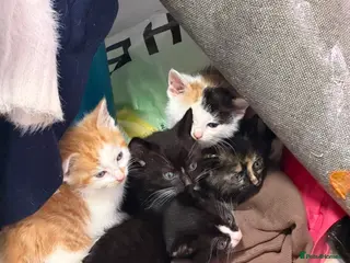 Mixed Breed cats Kittens for sale - Advert 4