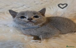 Russian Blue cats for sale: GCCF, CHAMPION SIRED RUSSIAN BLUE KITTENS - Advert 19