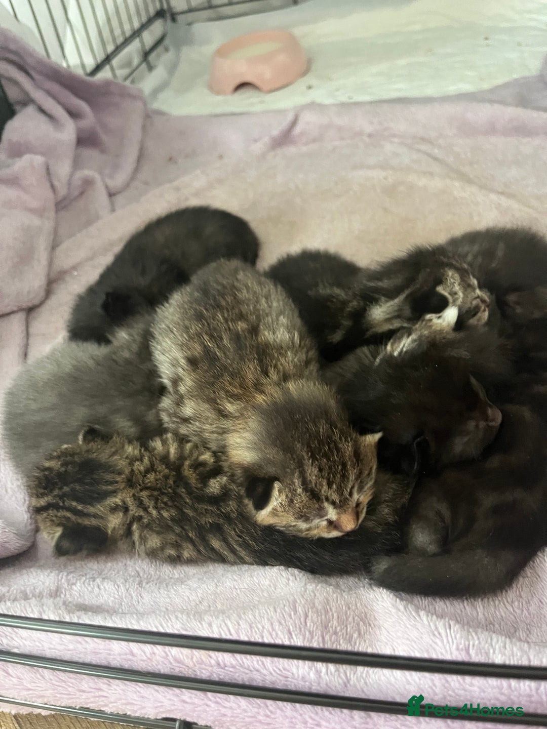 British Shorthair cats for sale: Lovely kittens - Image 6