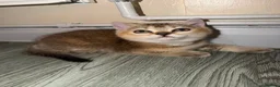 British Shorthair cats for sale: BS Kittens Available Fully TestedReady to Meet You - Advert 16