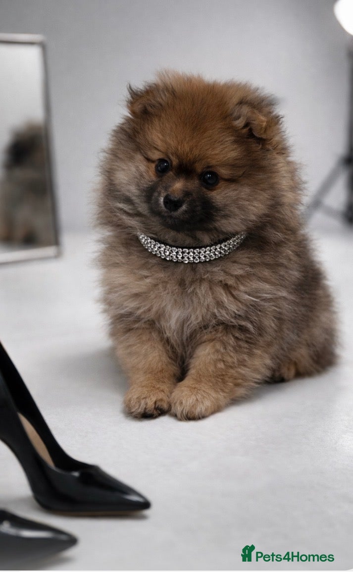 Pomeranian dogs Pomeranian puppies - Advert 1