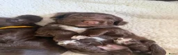 Sprocker dogs for sale: 8 beautiful chocolate and white cocker spaniels  - Advert 17