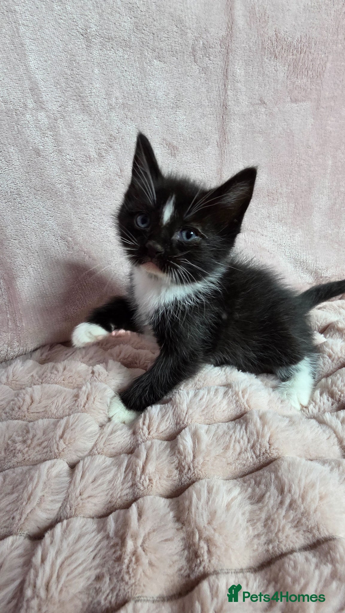Mixed Breed cats for sale: Ragdoll cross kittens  - Advert 5