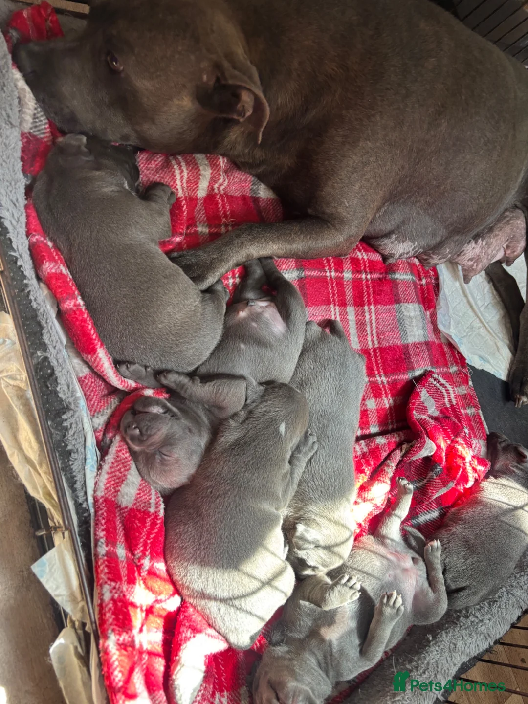 Staffordshire Bull Terrier dogs for sale: Staffordshire Bull Terrier pups - Advert 1