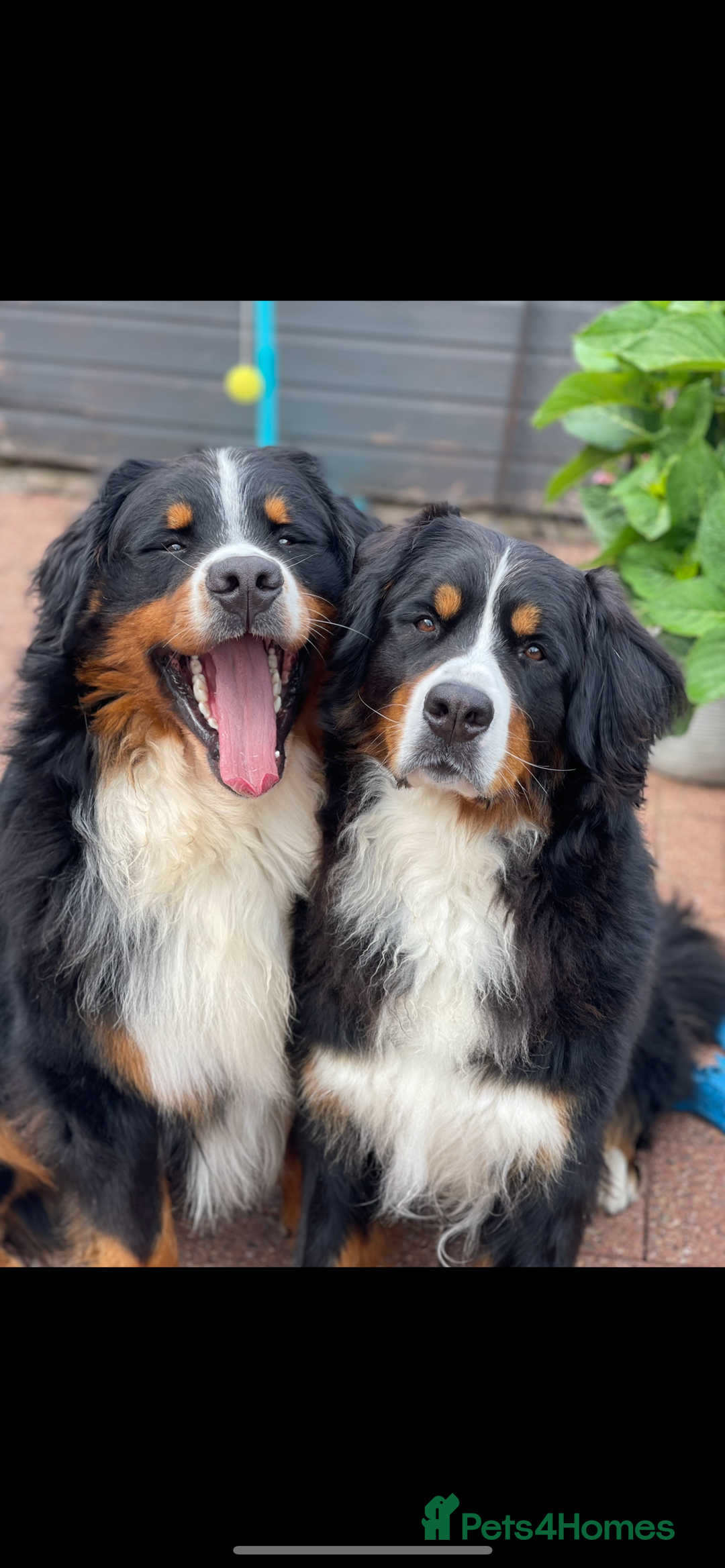 Bernese Mountain Dog dogs for stud: 🔥 CRUZ💥 TOP QUALITY BERNESE MOUNTAIN DOG STUD in Whitehaven - Image 33