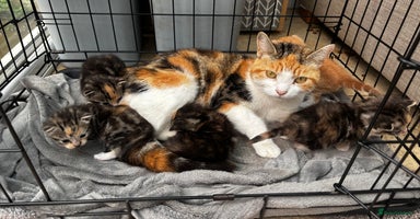Mixed Breed cats - Advert 1