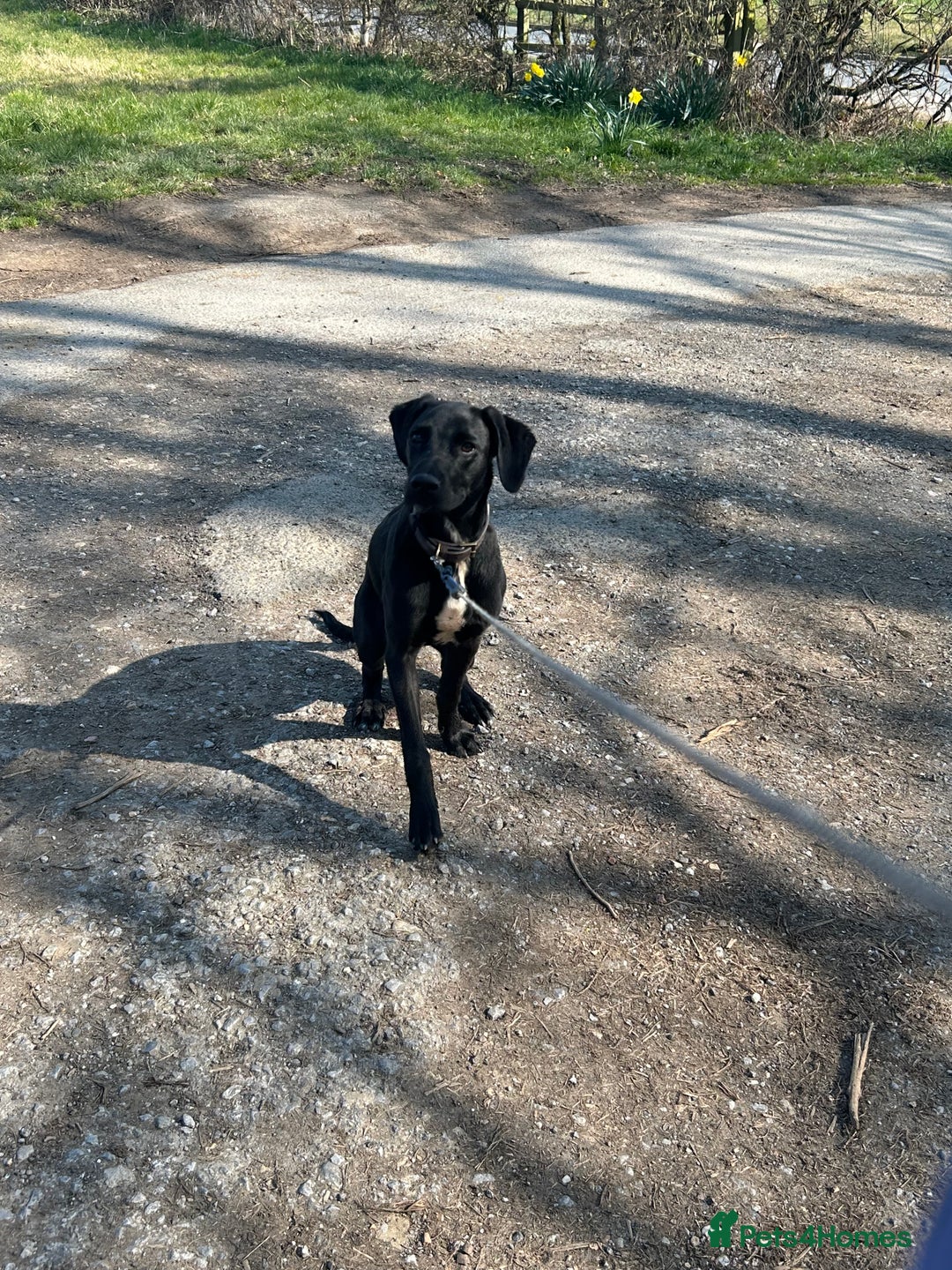 Mixed Breed dogs for sale: Colin, looking for his fur-ever home - Image 6