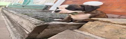 Boxer dogs for sale: Outstanding puppies - best pedigree 73 champions - Advert 28