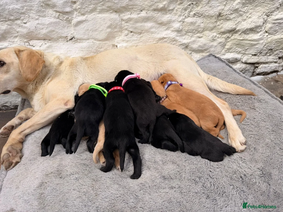 Labrador Retriever dogs for sale: One lovely red fox boy still available  - Advert 2