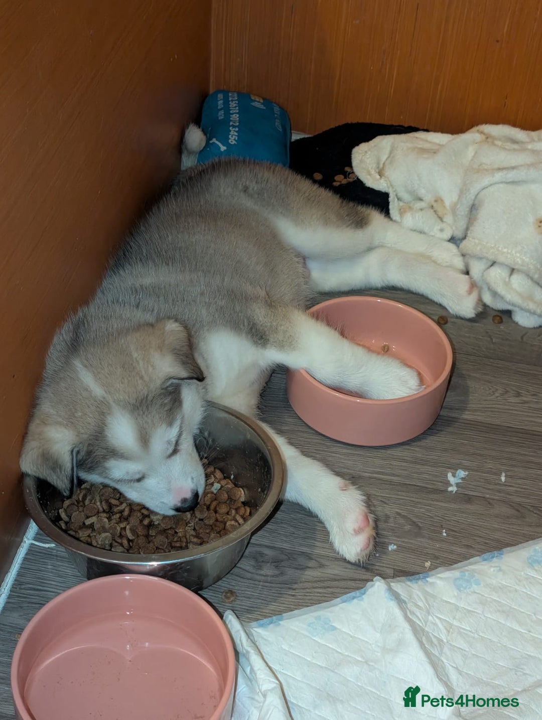 Siberian Husky dogs for sale: Husky Puppies – Ready 22/12/25 🐾  - Advert 27