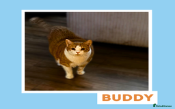 Mixed Breed cats for adoption: Chilled Out Ginger Boy - Image 3
