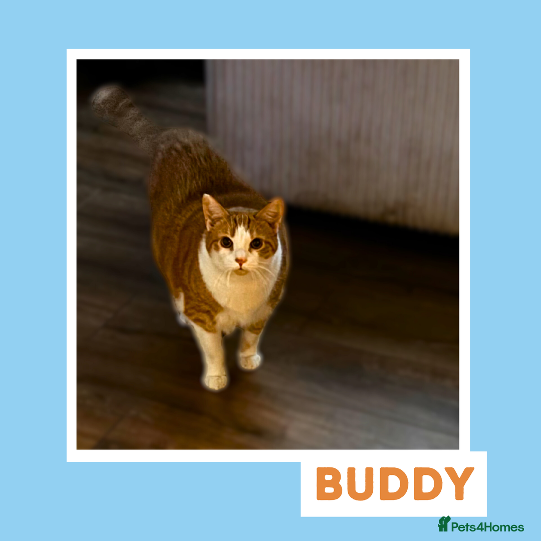 Mixed Breed cats for adoption: Chilled Out Ginger Boy - Image 3