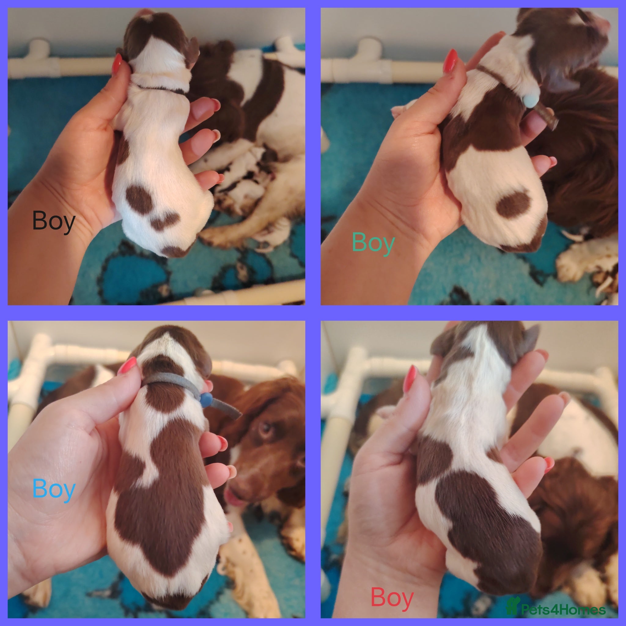English Springer Spaniel dogs English Springer spaniel puppies - Advert 2