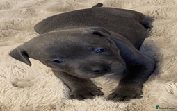 Staffordshire Bull Terrier dogs for sale: beautiful staffy pups for sale - Image 2