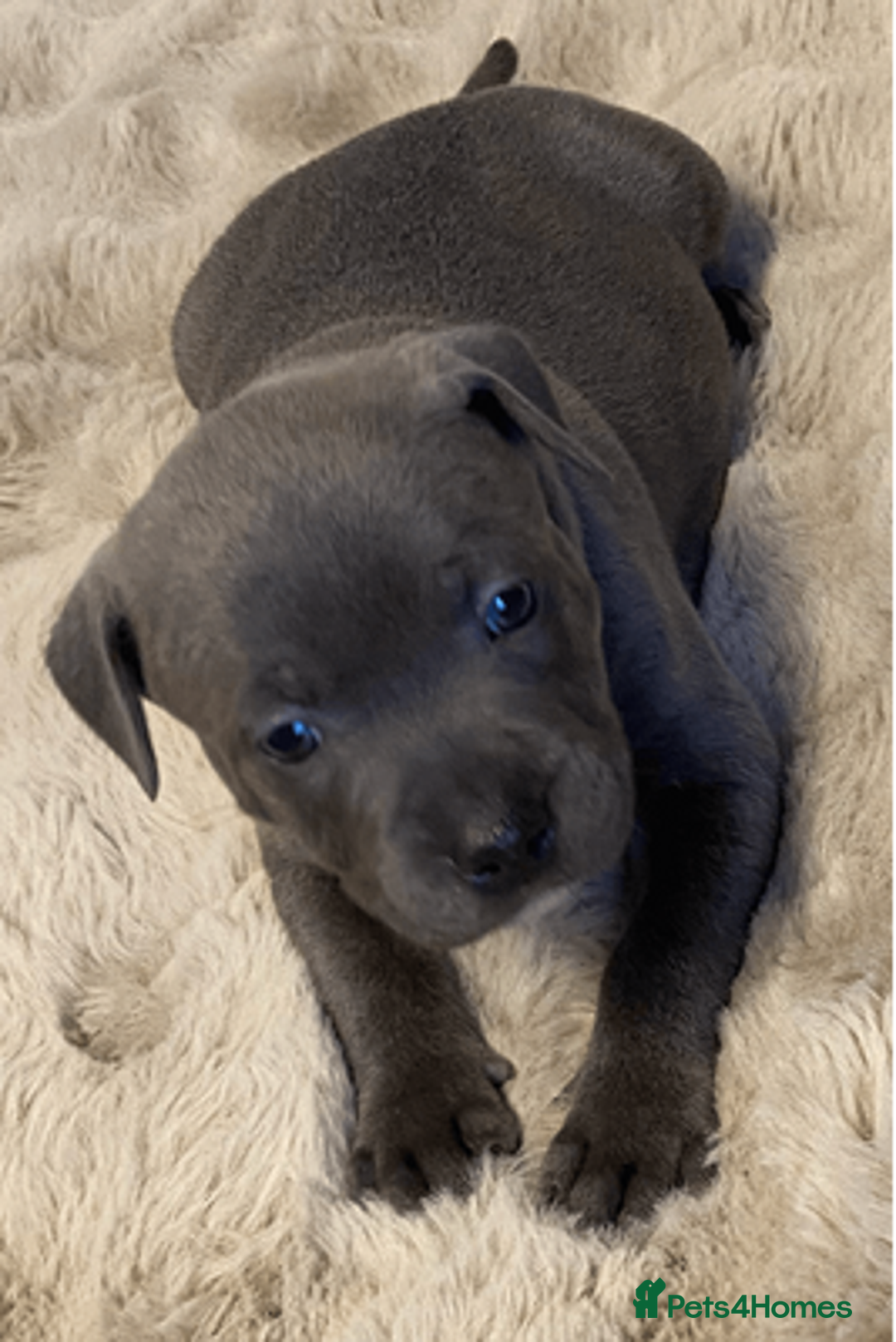 Staffordshire Bull Terrier dogs for sale: beautiful staffy pups for sale - Image 2