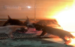 Staffordshire Bull Terrier dogs for sale: Six stunning Staffordshire bull terrier pups  - Image 5