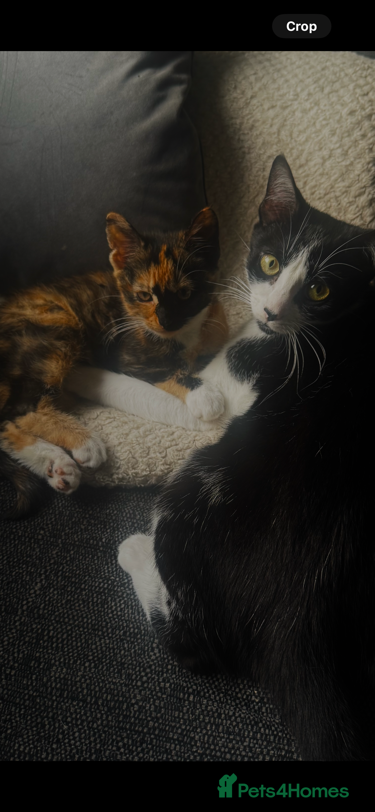 Mixed Breed cats Mother and daughter duo  - Advert 17