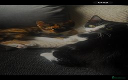 Mixed Breed cats for sale: Mother and daughter duo  - Image 1