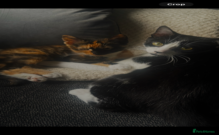 Mixed Breed cats - Advert 15