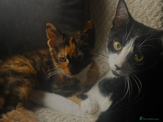 Mixed Breed cats for sale - Advert 1