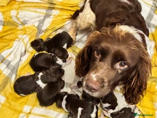 English Springer Spaniel dogs Springer spaniel Puppies - Advert 8