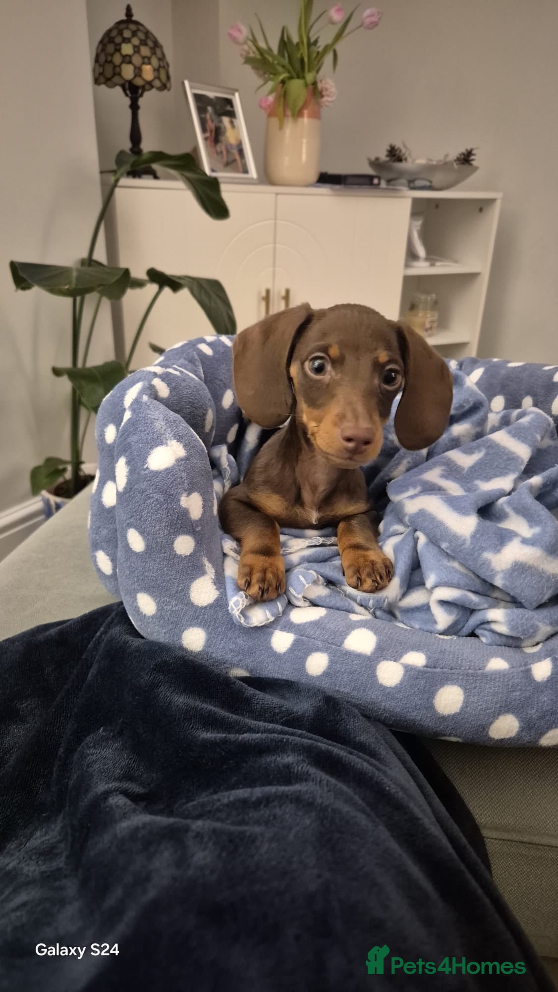 Dachshund dogs Daschaund puppy  - Advert 2