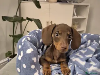 Dachshund dogs Daschaund puppy - Advert 2