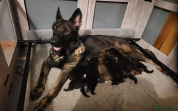German Shepherd dogs for sale: German shepherd female only - Advert 1