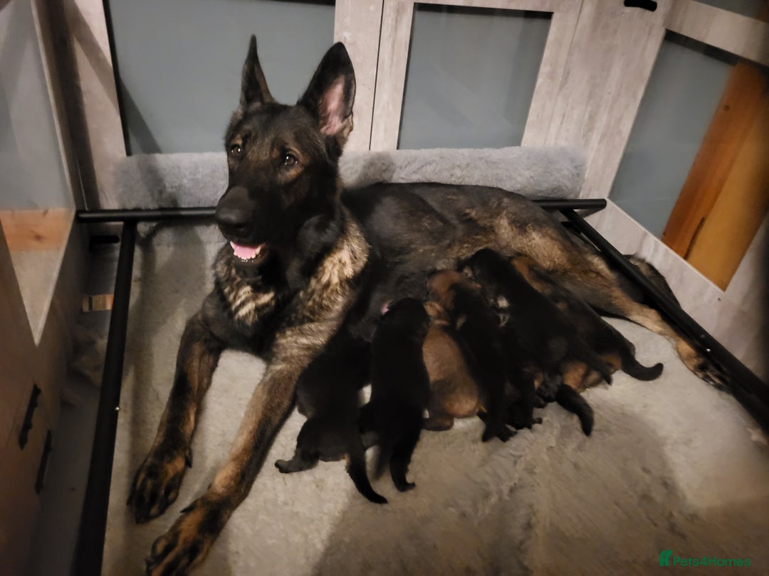German Shepherd dogs for sale: German shepherd female only - Advert 1