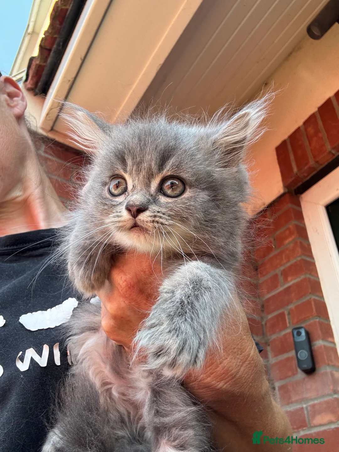 Mixed Breed cats for sale: Beautiful maine coon cross persian kittens  - Advert 17