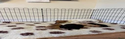 Jackapoo dogs for sale: F1 miniature jackspoos  in Pickering - Advert 3