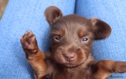 Miniature Dachshund dogs for sale: Mini longhaired dachshunds❤️ - Image 5