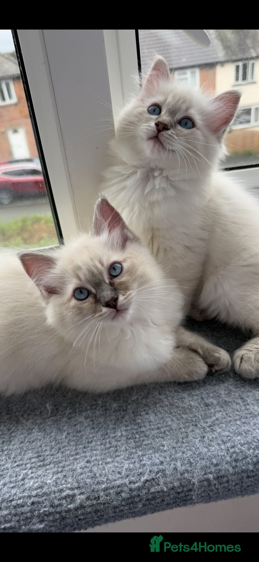 Ragdoll cats READY FOR NEW HOME NOW Chunky Ragdoll  Kittens   - Advert 1