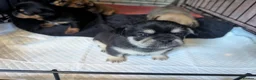 Mixed Breed dogs for sale: Shih Chi X chihuahua Frenchie - Advert 18