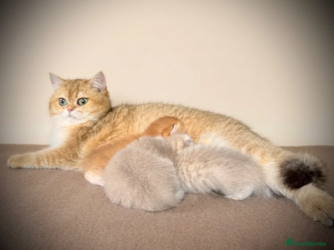 British Shorthair cats for sale: GCCF registered British shorthairs   - Advert 1