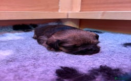 Border Terrier dogs for sale: Gorgeous Border Terrier Puppies looking for homes - Image 34
