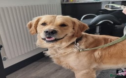 Golden Retriever dogs for stud: 0/0 Hips Proven Working Golden Retriever For Stud  in Taunton - Image 1