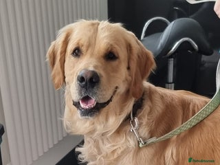 Golden Retriever dogs in Taunton - Advert 2