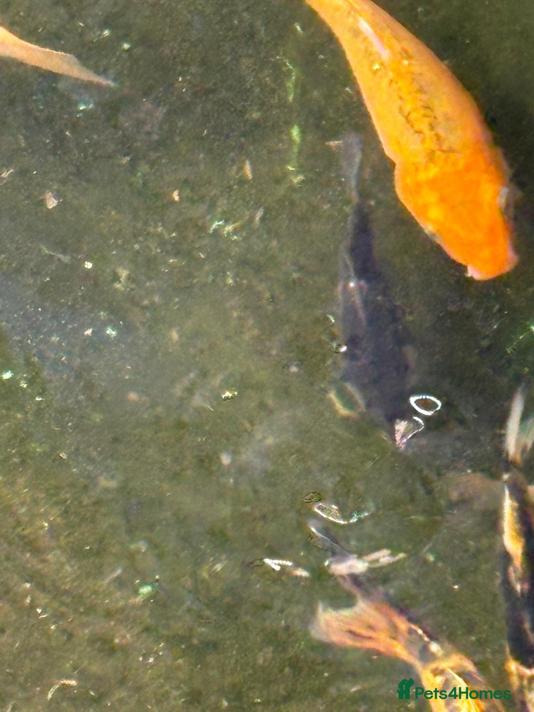 Koi Carp fish for sale: UK koi carp  - Image 28