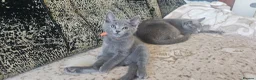 Russian Blue cats for sale: Fully TICA reg pedigree stunning kittens-READY NOW - Advert 12