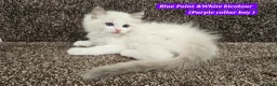 Ragdoll cats for sale: Stunning Ragdoll Kittens – Boys Only (TICA) - Advert 5