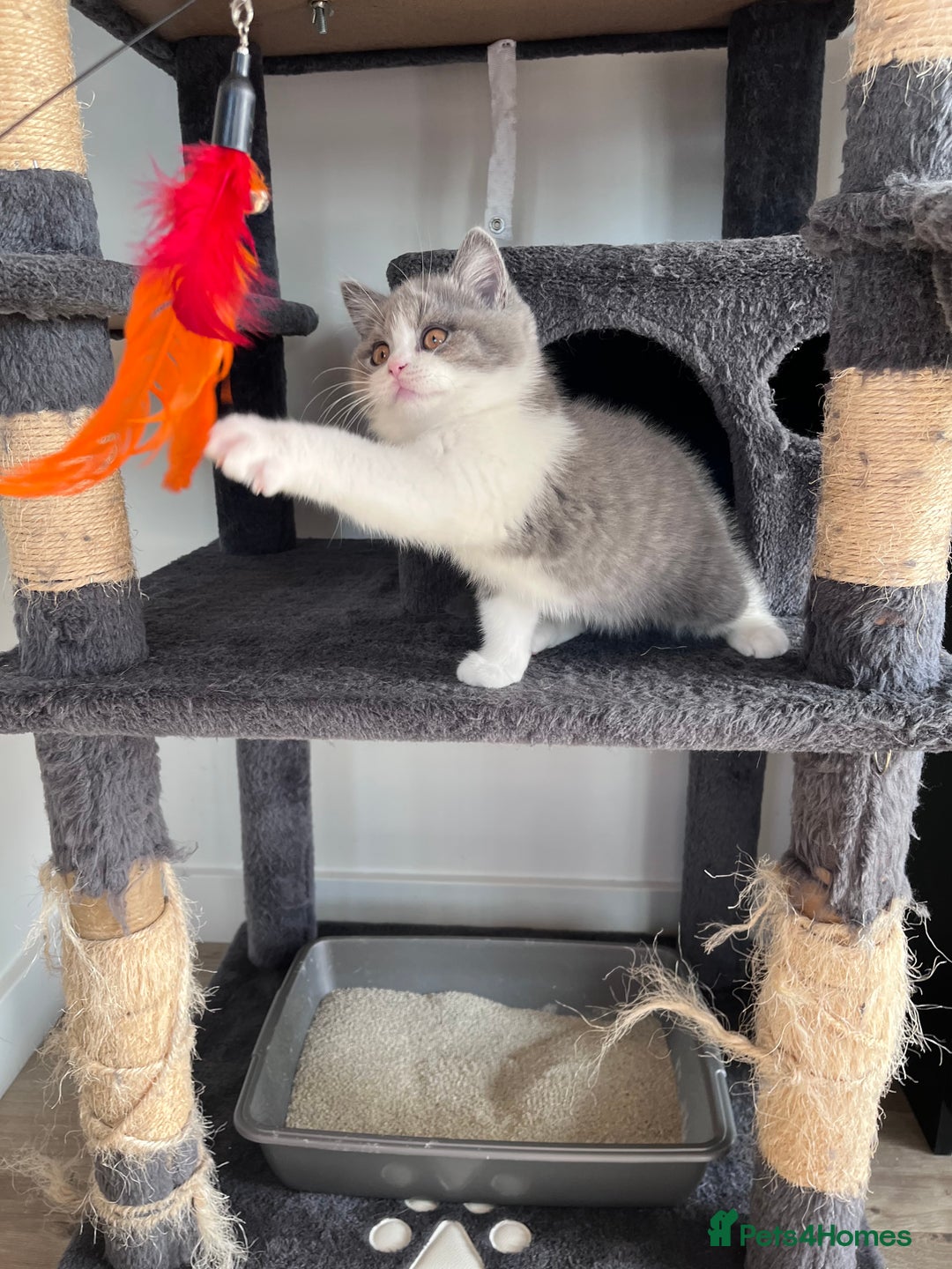 British Shorthair cats for sale: British Shorthair Boy 😻 - Image 5
