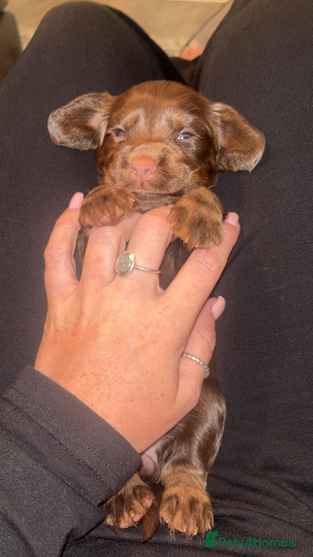 Cocker Spaniel dogs for sale: Cocker spaniel (working cocker spaniel)   - Image 3