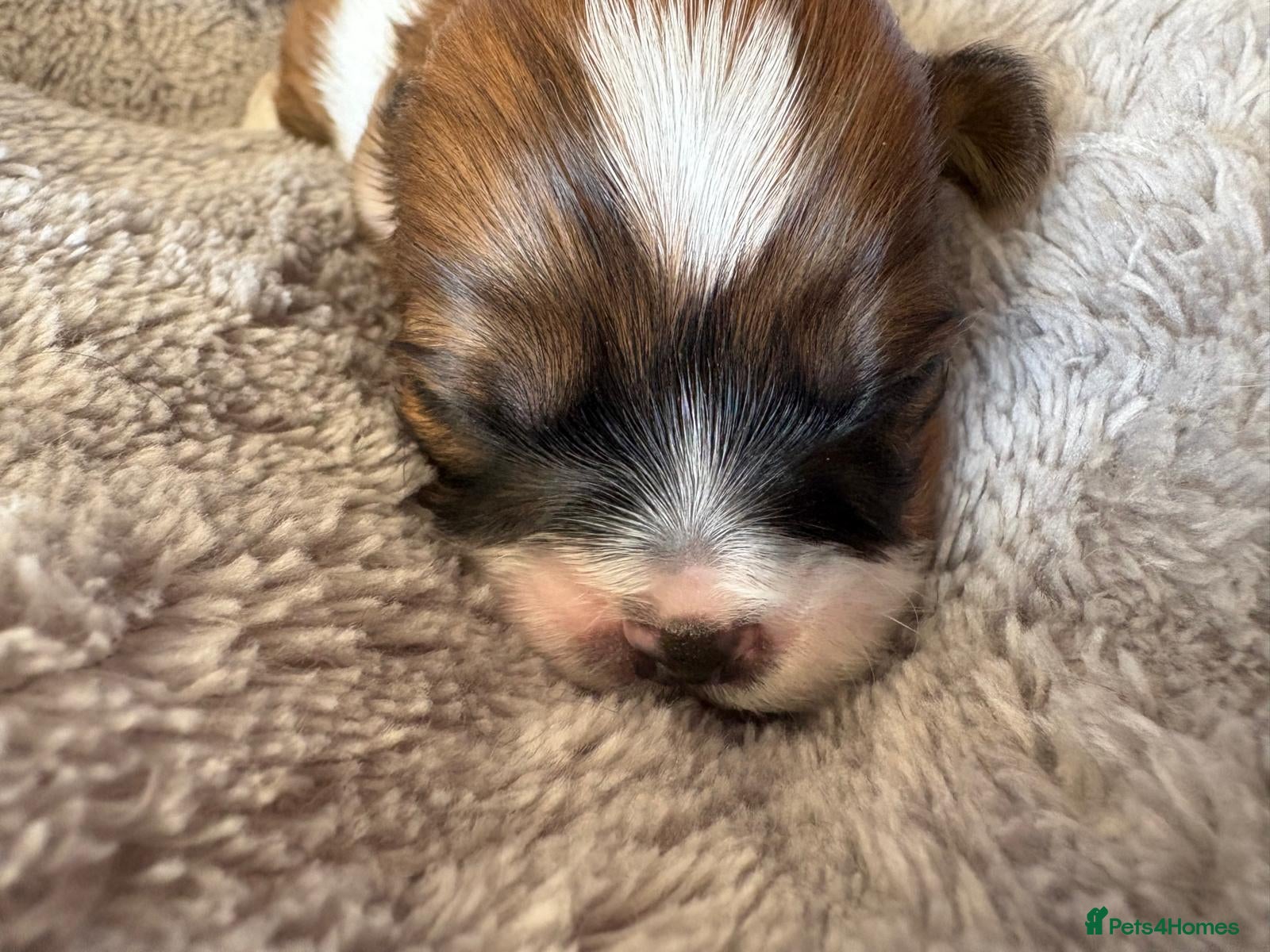 Shih Tzu dogs for sale: Shih Tzu Puppies From Small Imperial-Type Mum - Advert 22