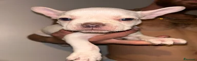 Cream Male (Chip) 
