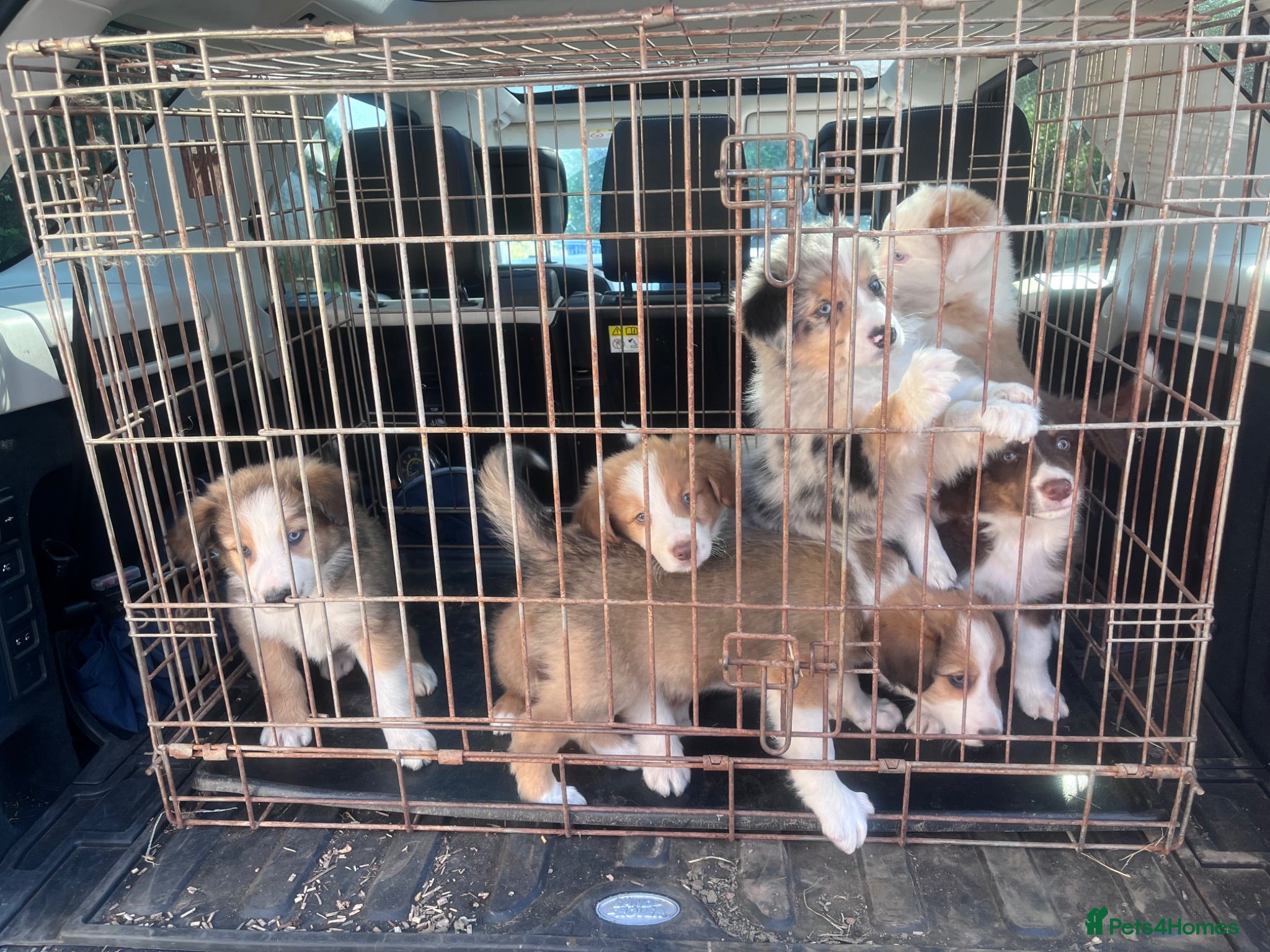 Mixed Breed dogs Collie puppies  - Advert 12