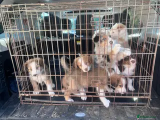 Mixed Breed dogs Collie puppies - Advert 16
