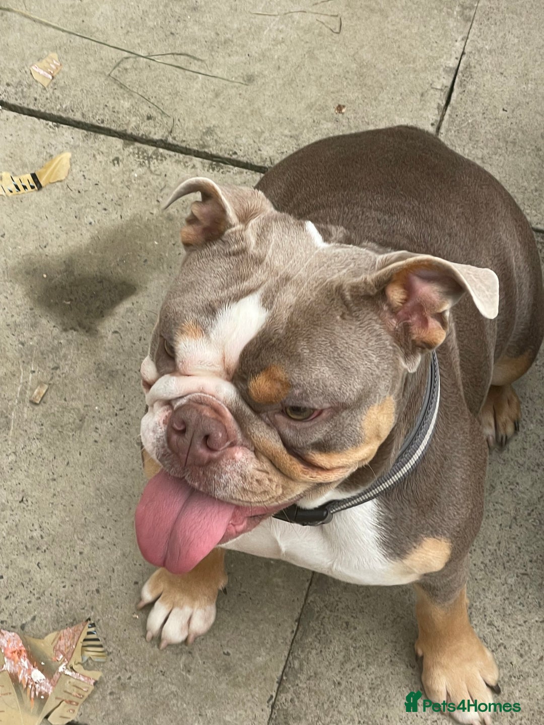 English Bulldog dogs for sale: English bulldog - Image 4